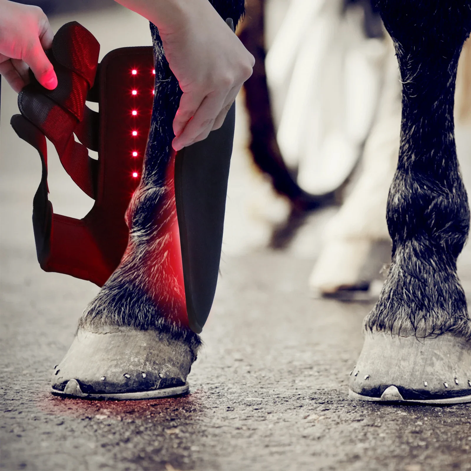 Nowe produkty do jazdy konnej  – Brushing Boot Horse recenzja i cena